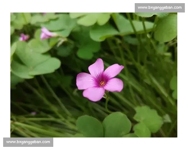 命运临界点上爆发的终极生死之战与人性抉择史诗传奇篇章全记录